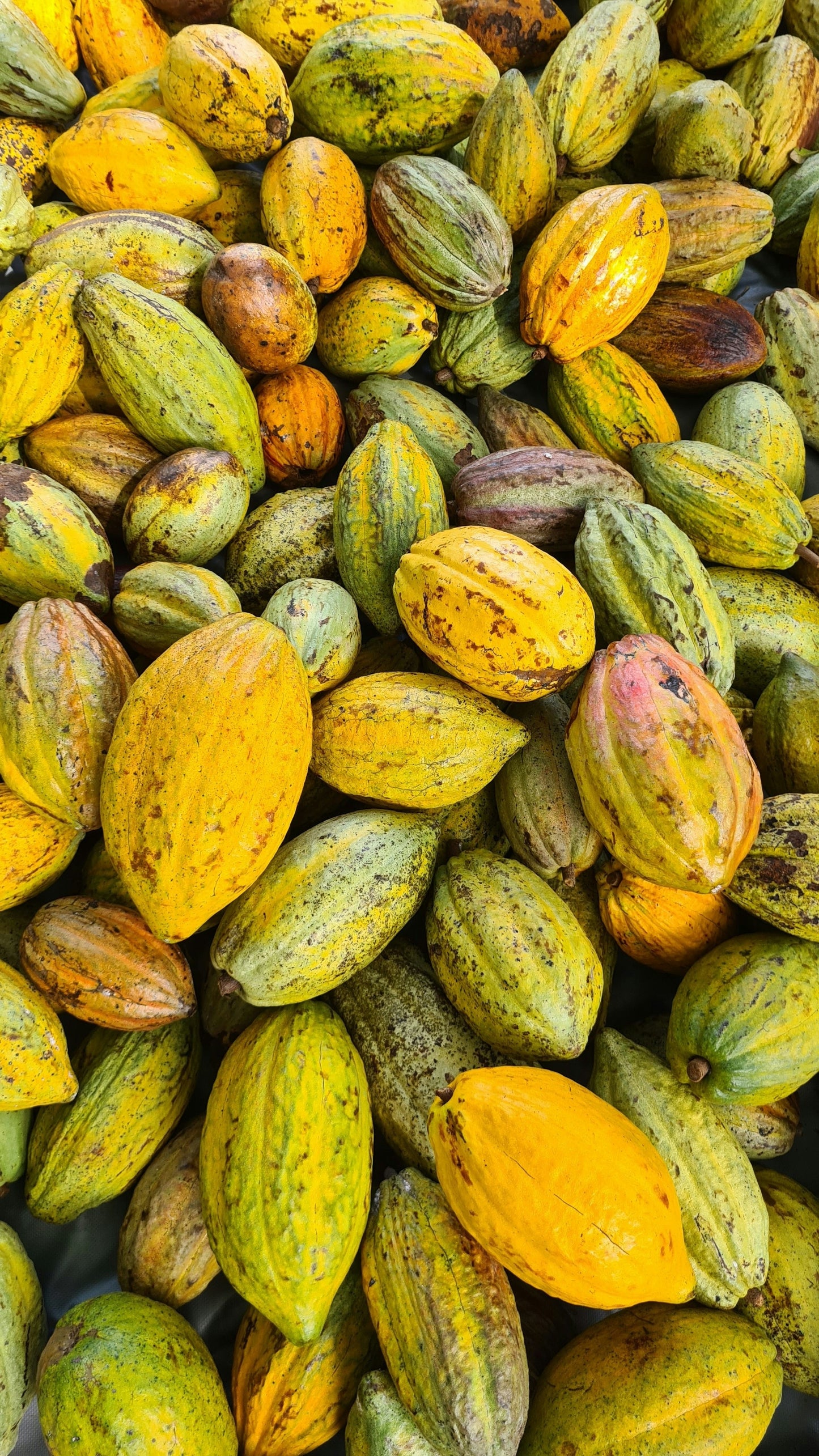 Echter Kakao Theobroma cacao gekeimte Samen Rarität Zimmerpflanze